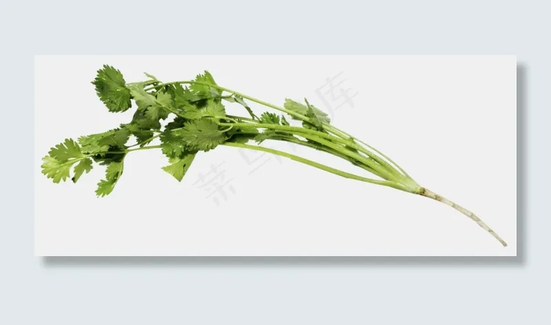 香菜蔬菜(2000X835(DPI:300))psd模版下载