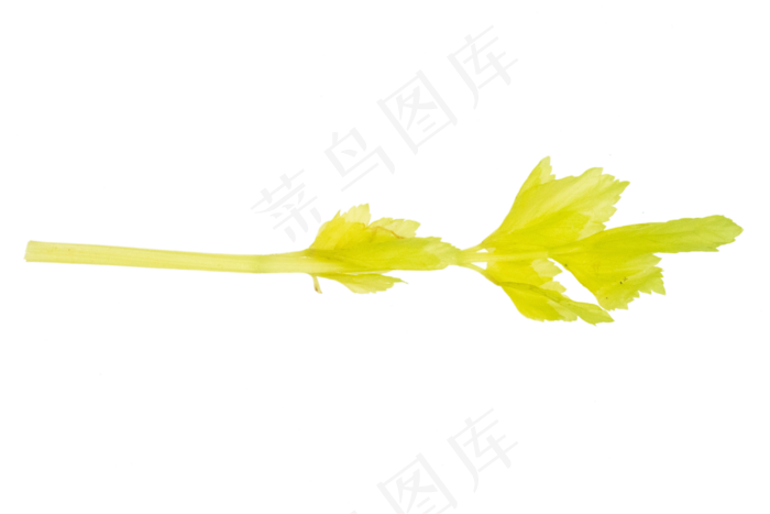 绿色蔬菜芹菜(2000X2140(DPI:300))