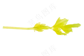 绿色蔬菜芹菜