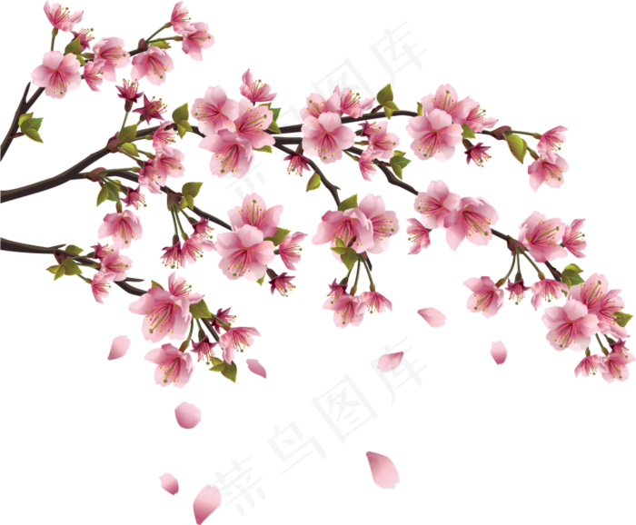 樱花开花植物免扣png