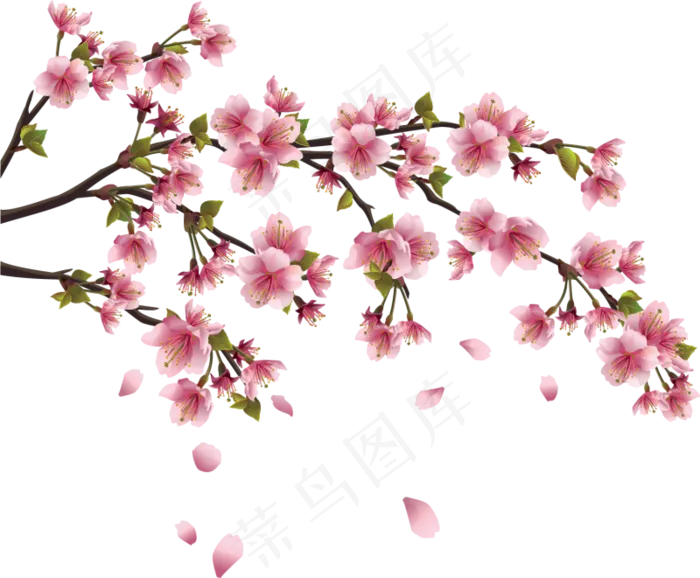 樱花开花植物免扣png