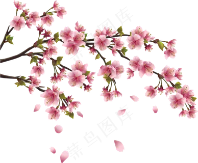 樱花开花植物免扣png