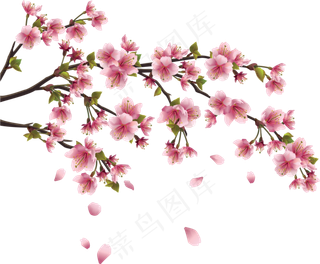樱花开花植物免扣png