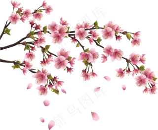 樱花开花植物免扣png