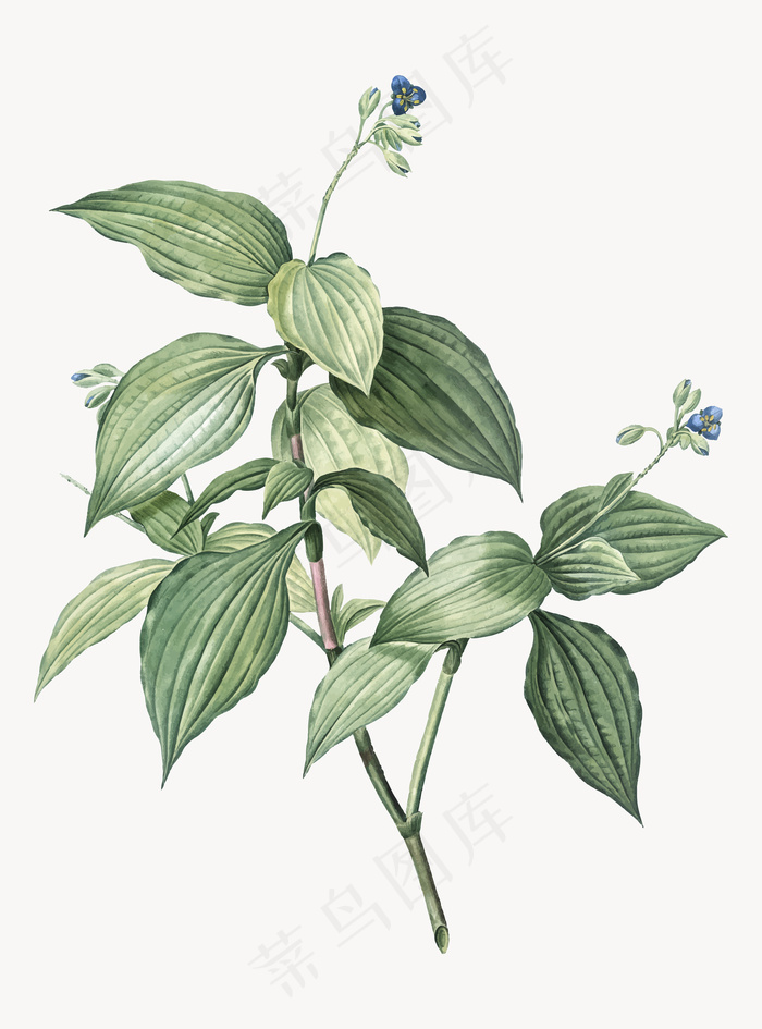 紫露草复古插图eps,ai矢量模版下载