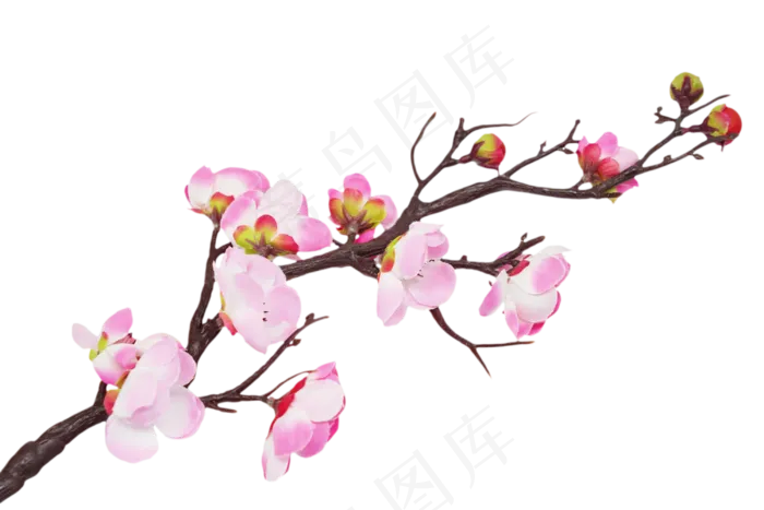 花朵花卉梅花(2000X2411(DPI:300))