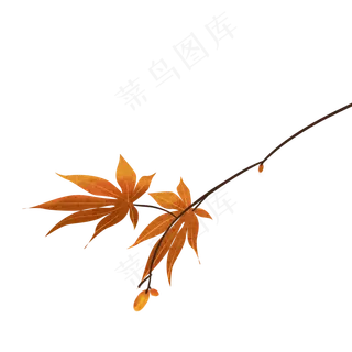 花枝花草黄色秋天