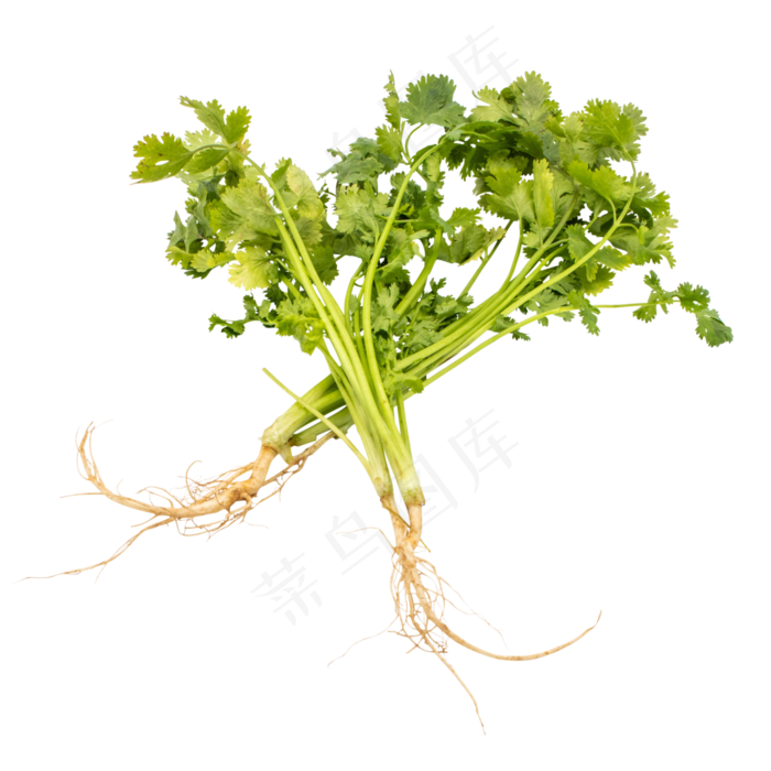绿色蔬菜香菜(2480X2480(DPI:299))