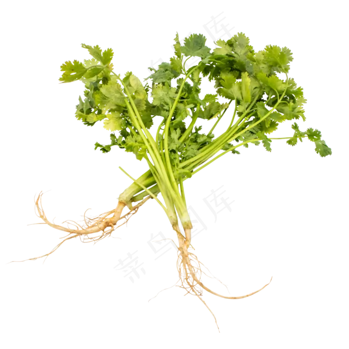 绿色蔬菜香菜(2480X2480(DPI:299))