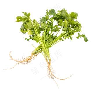 绿色蔬菜香菜