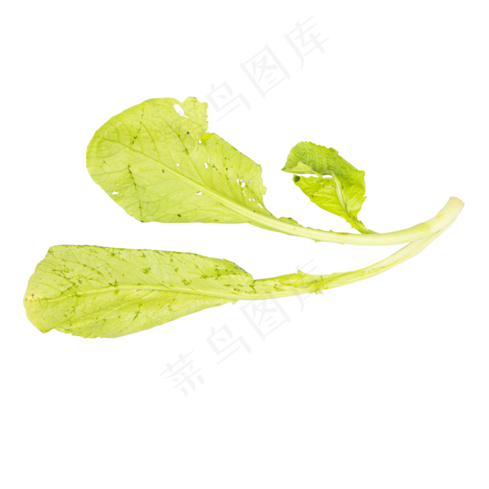 有机蔬菜白菜(2480X2837(DPI:300))