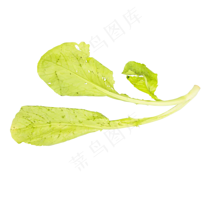 有机蔬菜白菜(2480X2837(DPI:300))