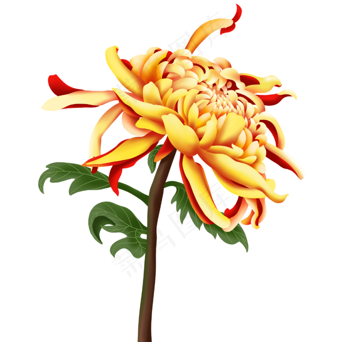 二十四节气寒露菊花(3000X3000(DPI:300))psd模版下载