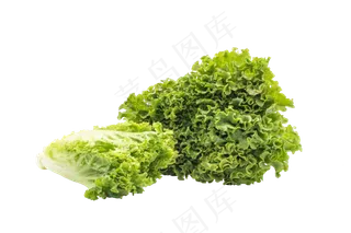 新鲜蔬菜生菜