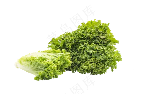 新鲜蔬菜生菜 新鲜蔬菜生菜