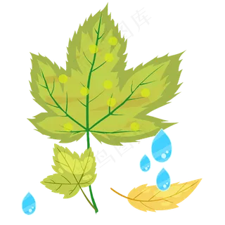 秋露秋天的树叶