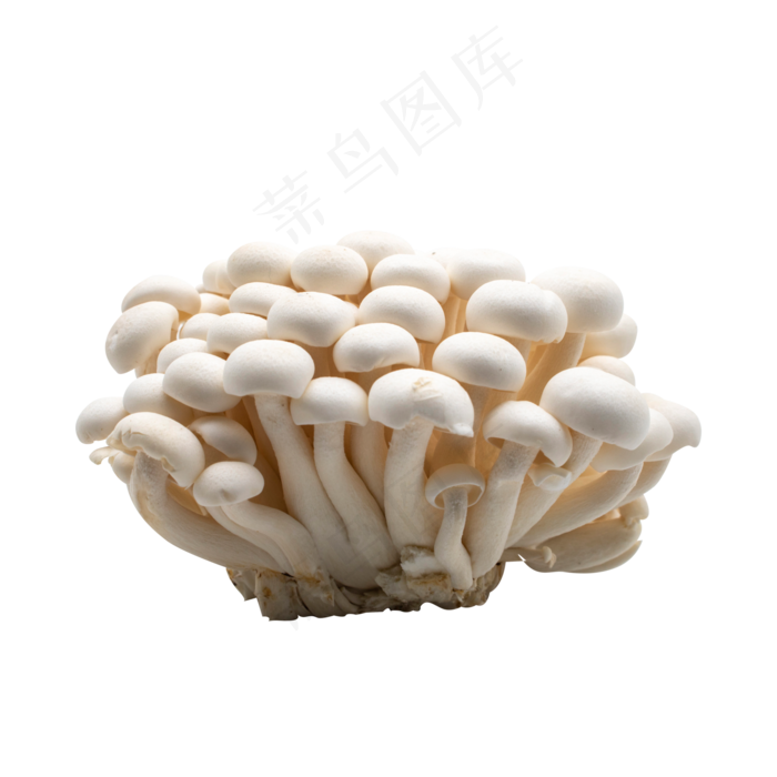 白色蔬菜蘑菇