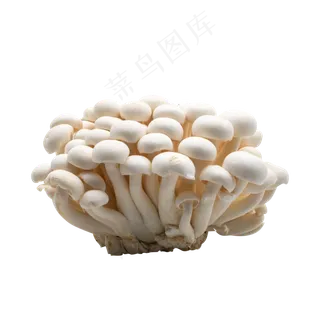 白色蔬菜蘑菇 白色蔬菜蘑菇