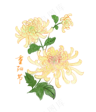 重阳节赏菊手绘png下载