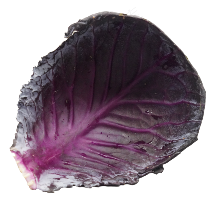 餐饮食材蔬菜紫甘蓝