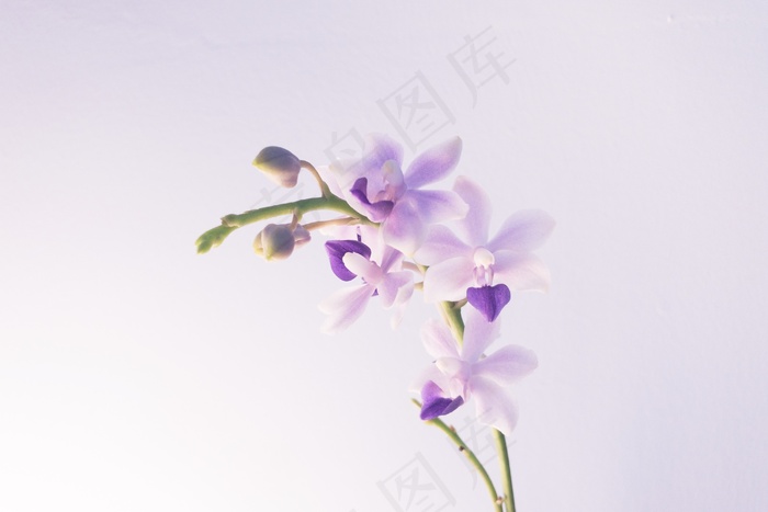 浅紫色花朵的特写镜头