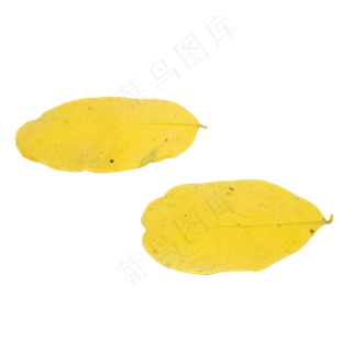 黄色秋天落叶