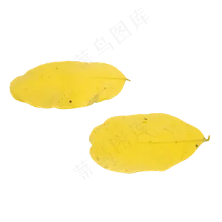 黄色秋天落叶