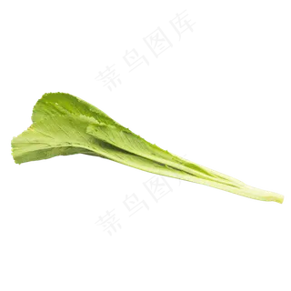 绿色有机蔬菜白菜