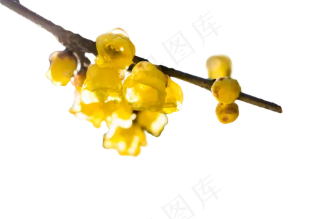 黄色的腊梅花