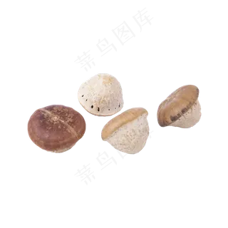 四个蘑菇（png免抠）