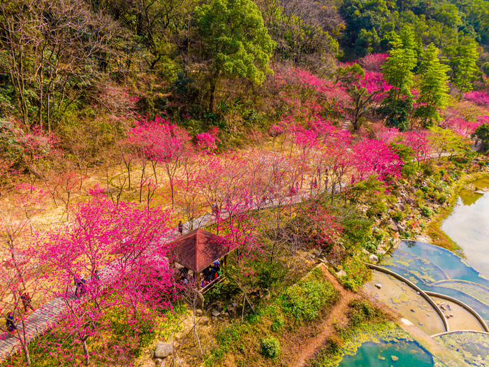 福州国家森林公园樱花园航怕摄影