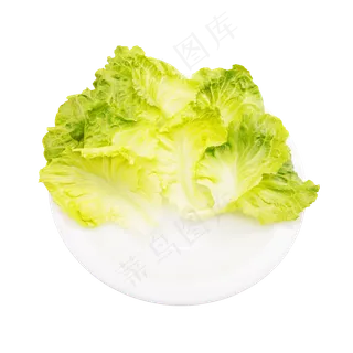 绿色生菜 绿色生菜