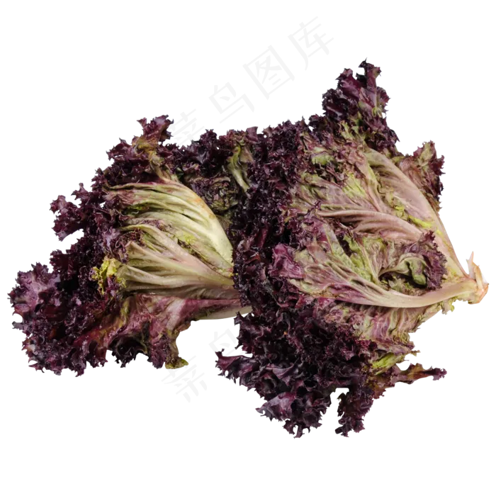 紫色蔬菜食物元素(2000X2000(DPI:300))