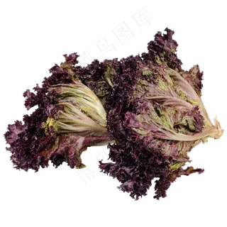 紫色蔬菜食物元素