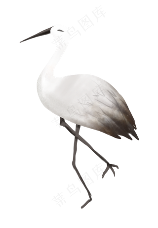 节气白露寒露白鹭