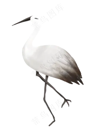 节气白露寒露白鹭