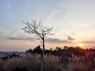 山上夕阳下的城市风景树