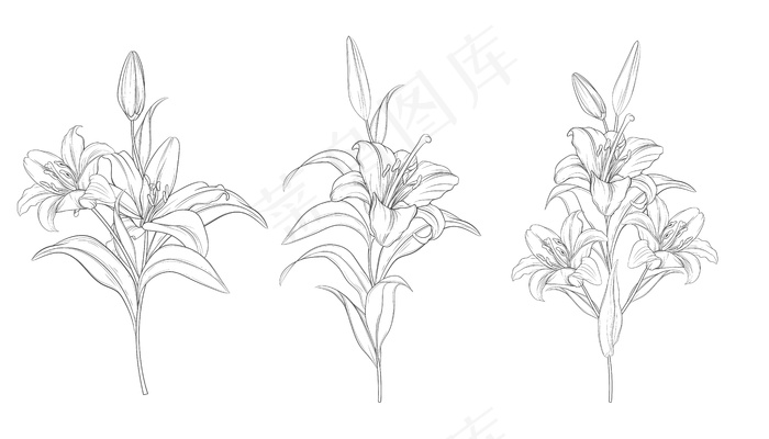 手绘美丽百合花束eps,ai矢量模版下载