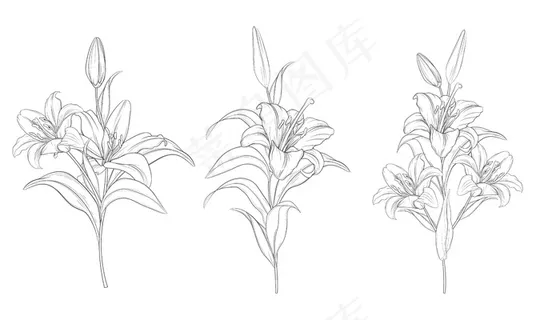 手绘美丽百合花束