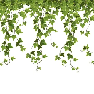 常春藤植物分支背景。攀藤。 常春藤植物分支背景。攀藤。