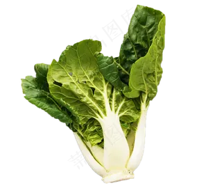 蔬菜青菜