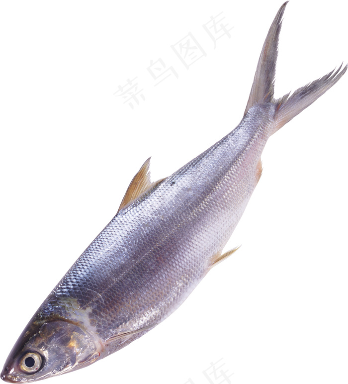 鱼 新鲜鱼psd模版下载