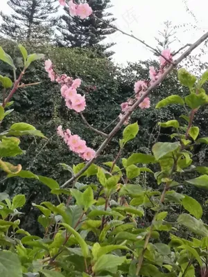 冬季的梅花