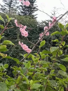 冬季的梅花 冬季的梅花