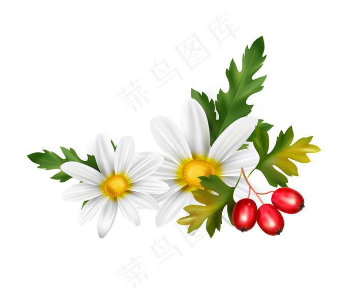 白色山楂和甘菊的逼真健康茶成分eps,ai矢量模版下载