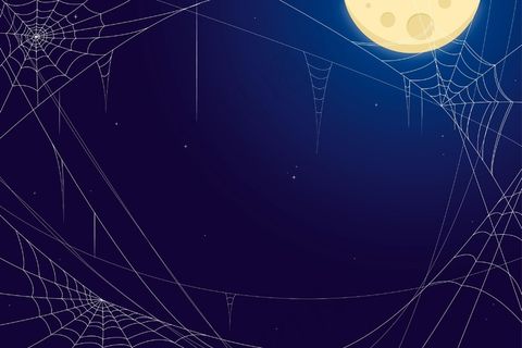 万圣节蛛网背景