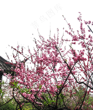 屋顶旁盛开这美丽的梅花