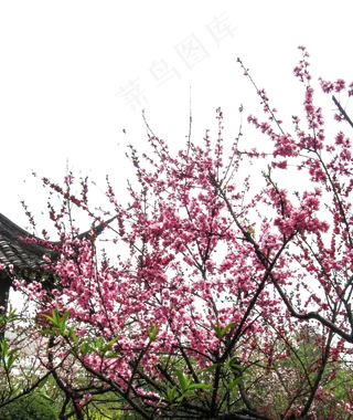 屋顶旁盛开这美丽的梅花