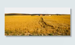 一望无际麦田田野