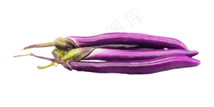 紫色长茄子蔬菜